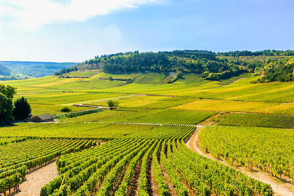 La Bourgogne : entre vigne et thermalisme