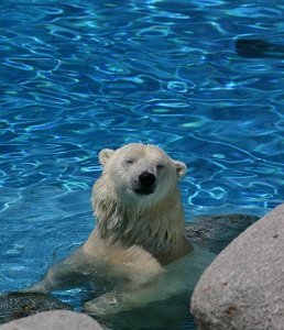 Un ours polaire au zoo de La Palmyre