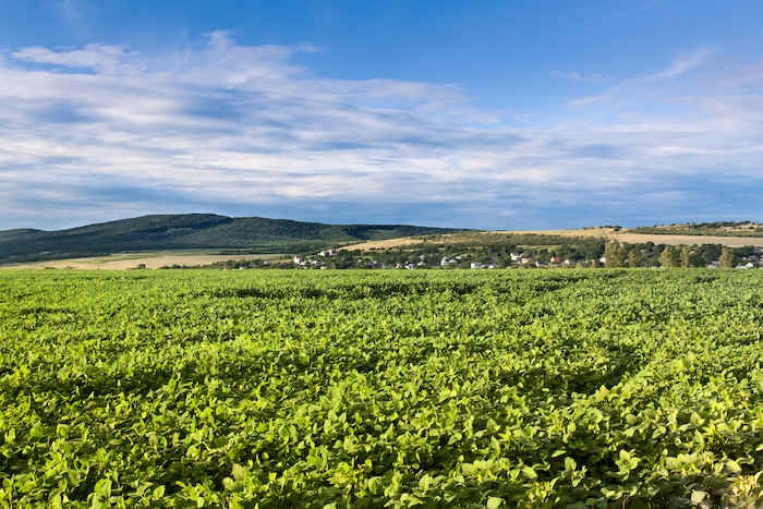 Vignes de Saint-Emilion