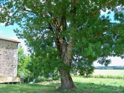 Photo n°2 du logement curiste LC-1547 à Jonzac