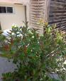 LC-3946 - petite photo n°7 de ce logement curiste