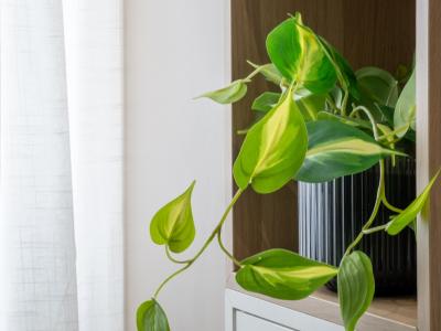 Photo n°14 du logement curiste LC-4321 à Dax