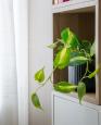 LC-4321 - petite photo n°14 de ce logement curiste